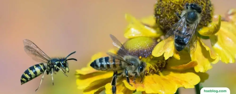 Insect Hazards