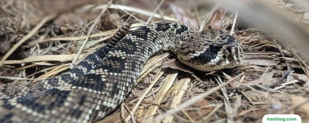 Snake Safety In The Workplace
