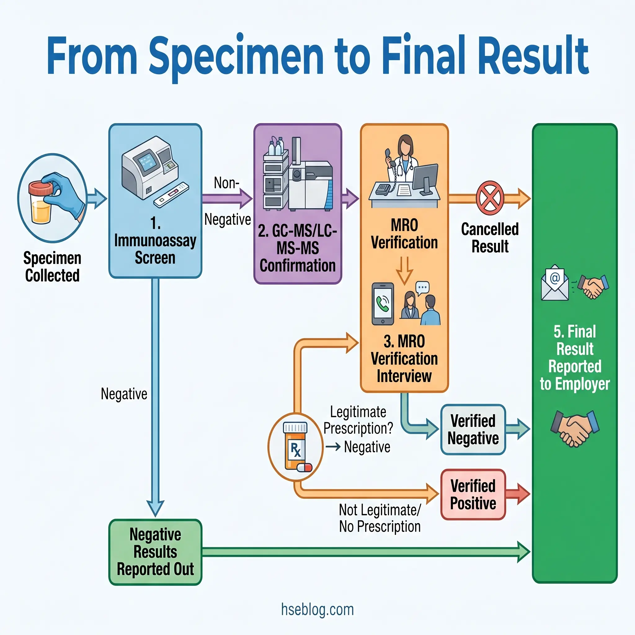 Flowchart showing the drug screening process from specimen collection through immunoassay screening, GC-MS confirmation, MRO verification interview, and final result reporting to employer, with pathways for negative and positive outcomes.