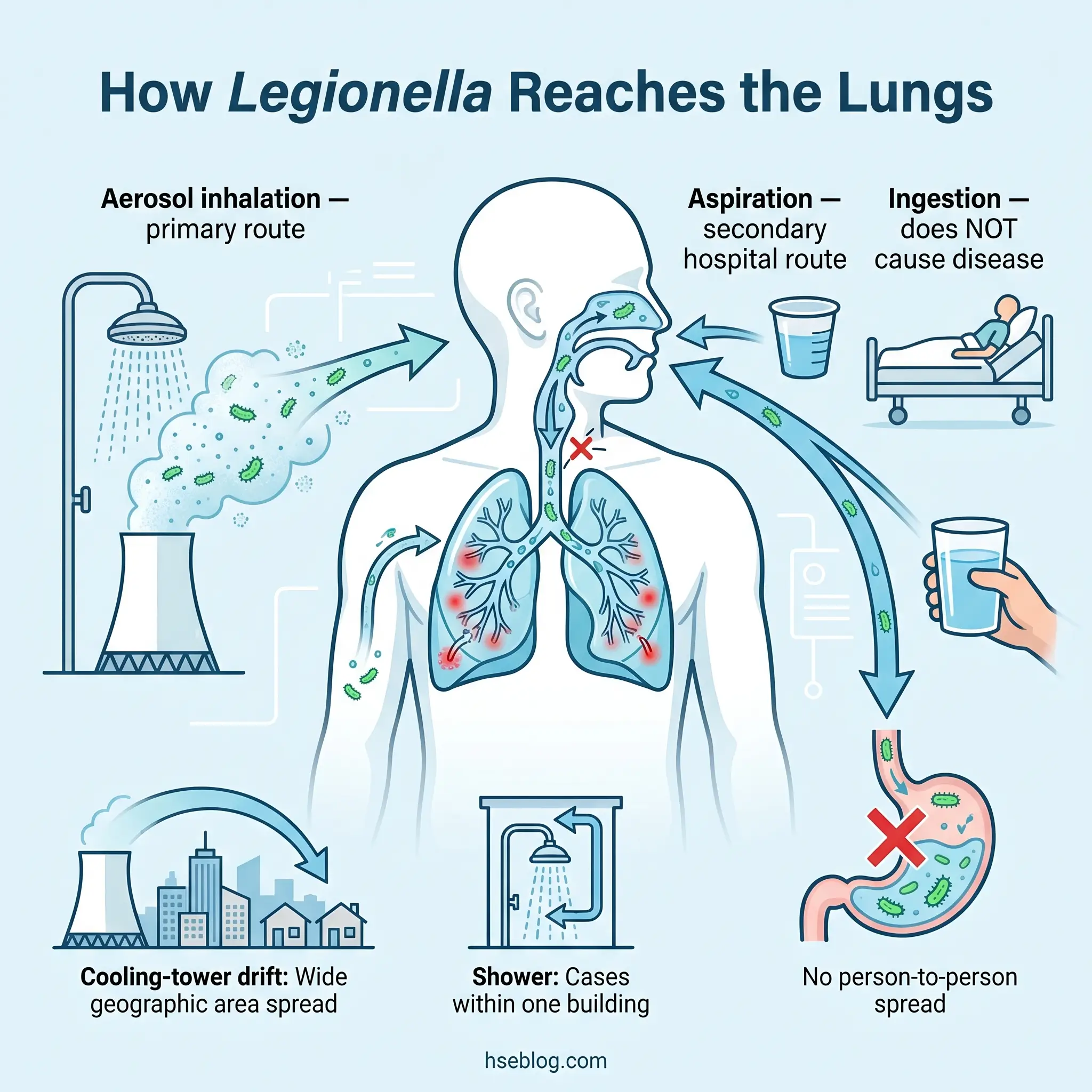 Infographic illustrating how Legionella bacteria reaches the lungs through aerosol inhalation from contaminated water sources like cooling towers and showers, with secondary aspiration and ingestion routes marked as non-infectious.