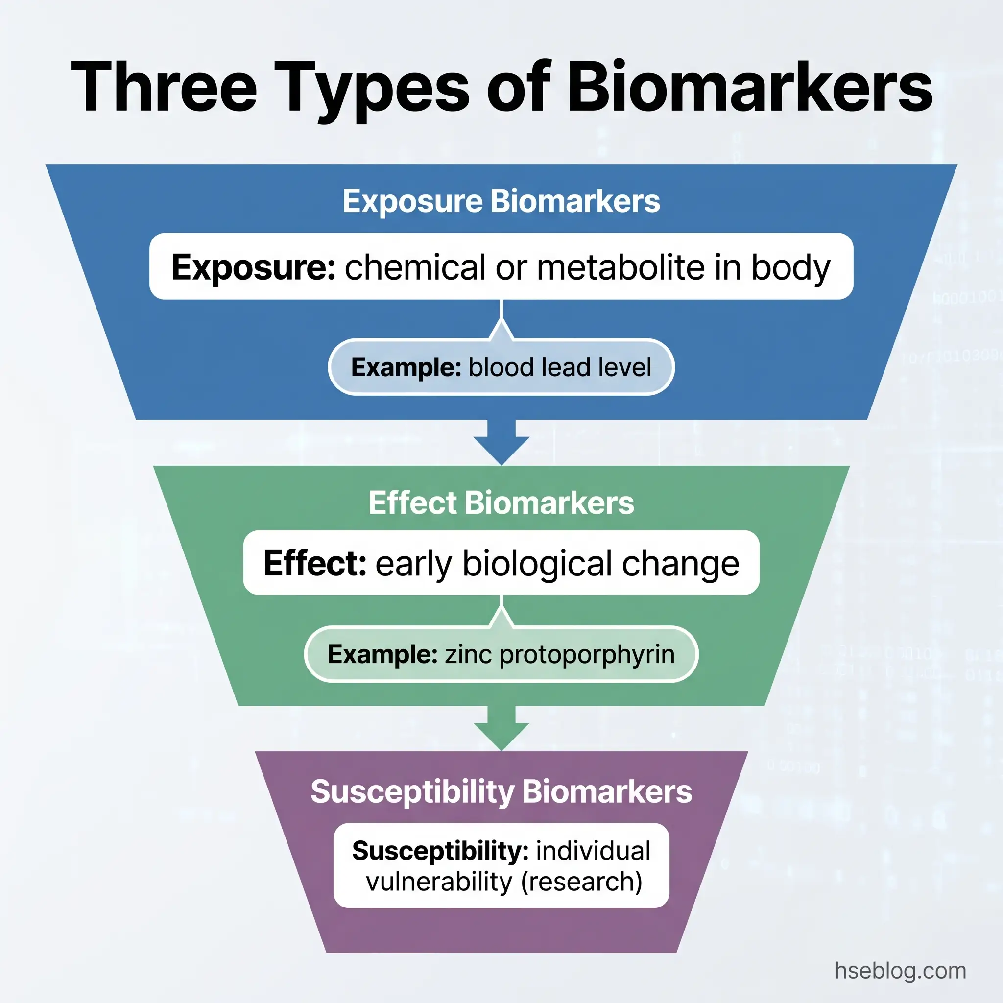 Funnel diagram showing three types of biomarkers: exposure biomarkers measuring chemicals in the body like blood lead levels, effect biomarkers detecting early biological changes like zinc protoporphyrin, and susceptibility biomarkers assessing individual vulnerability through research.
