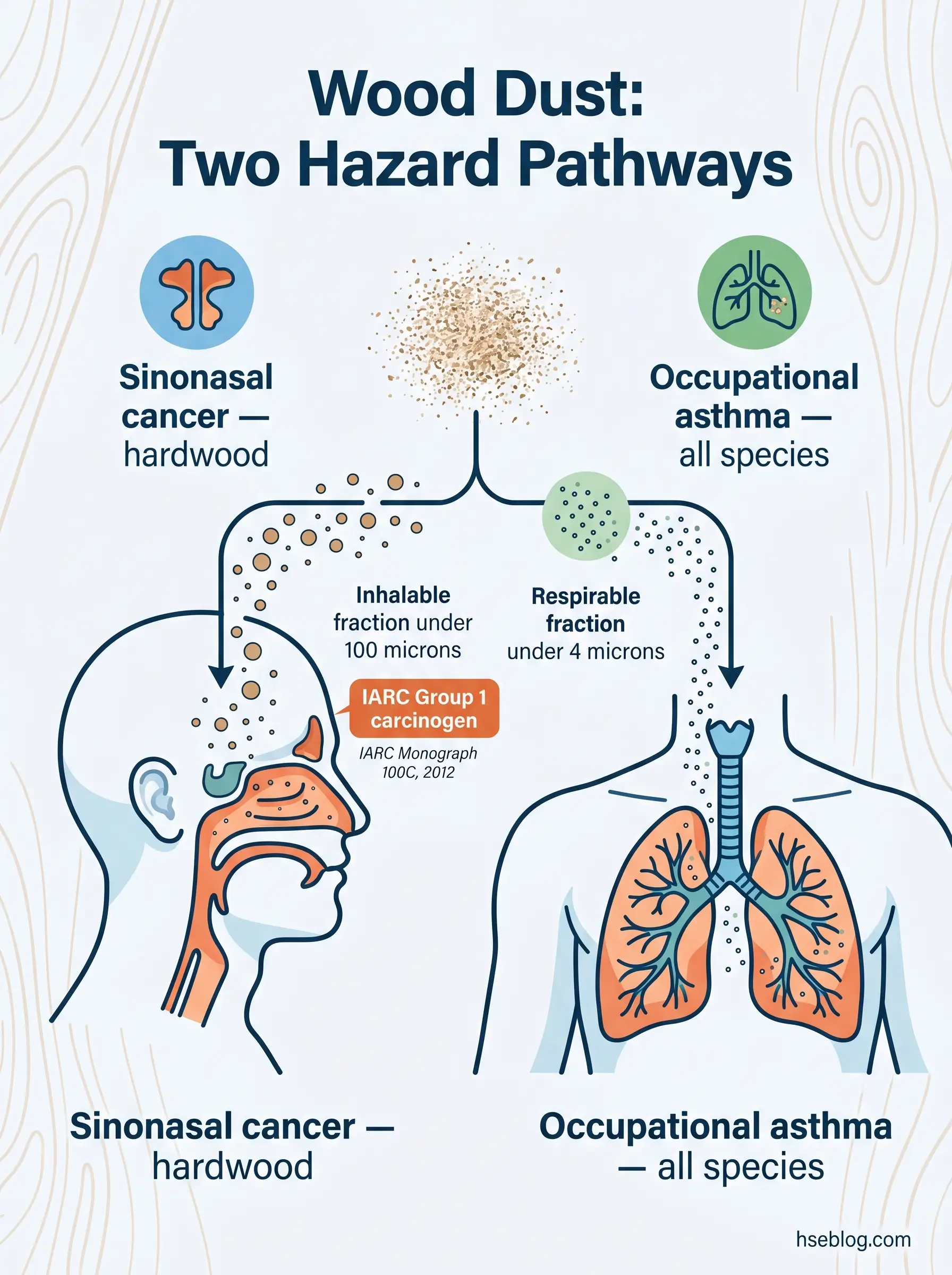 Infographic showing two wood dust health hazard pathways: inhalable particles causing sinonasal cancer in hardwood workers, and respirable particles causing occupational asthma across all wood species, with IARC Group 1 carcinogen classification noted.