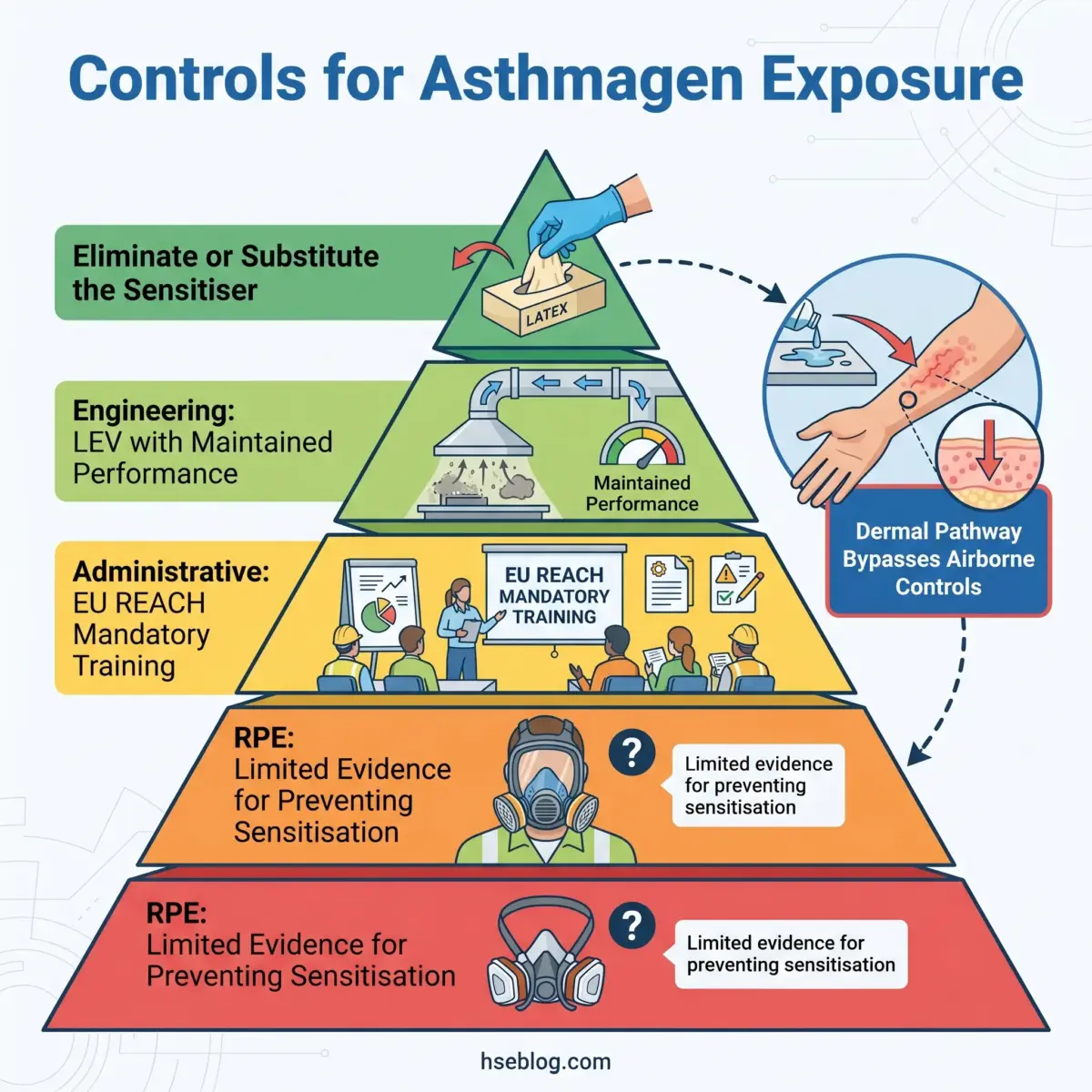 Hierarchy pyramid showing controls for asthma-causing latex exposure, from elimination at top through engineering, administrative, and personal protective equipment measures at bottom, with dermal pathway bypass illustration.