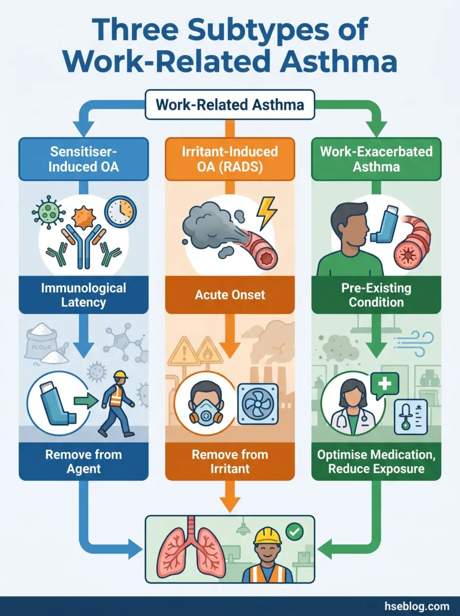 Flowchart showing three subtypes of work-related asthma: Sensitiser-Induced OA with immunological latency requiring agent removal, Irritant-Induced OA with acute onset requiring irritant removal, and Work-Exacerbated Asthma as pre-existing condition requiring medication optimization and exposure reduction.