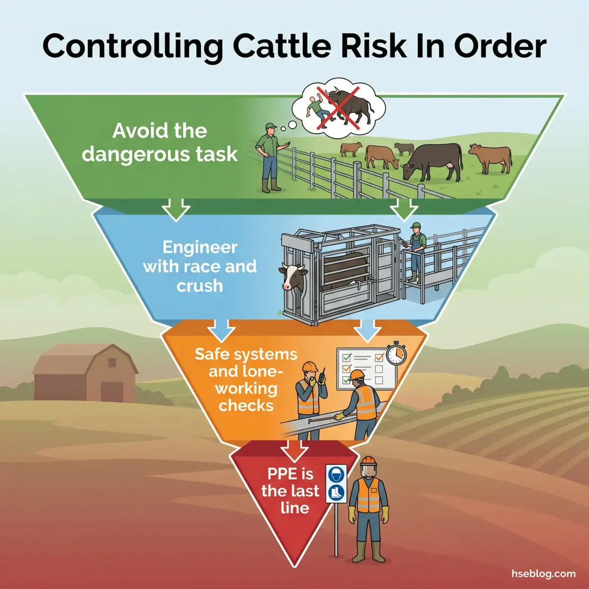 Infographic showing a hierarchical pyramid for controlling cattle risk, with levels for avoiding dangerous tasks, engineering controls with race and crush systems, safe work systems and lone-worker checks, and PPE as the final safety measure.