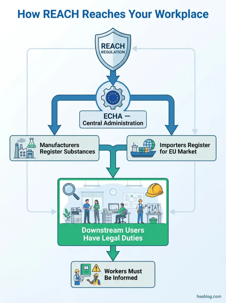 Flowchart showing how REACH regulation flows from ECHA through manufacturers and importers registers to downstream users and workers in the workplace.