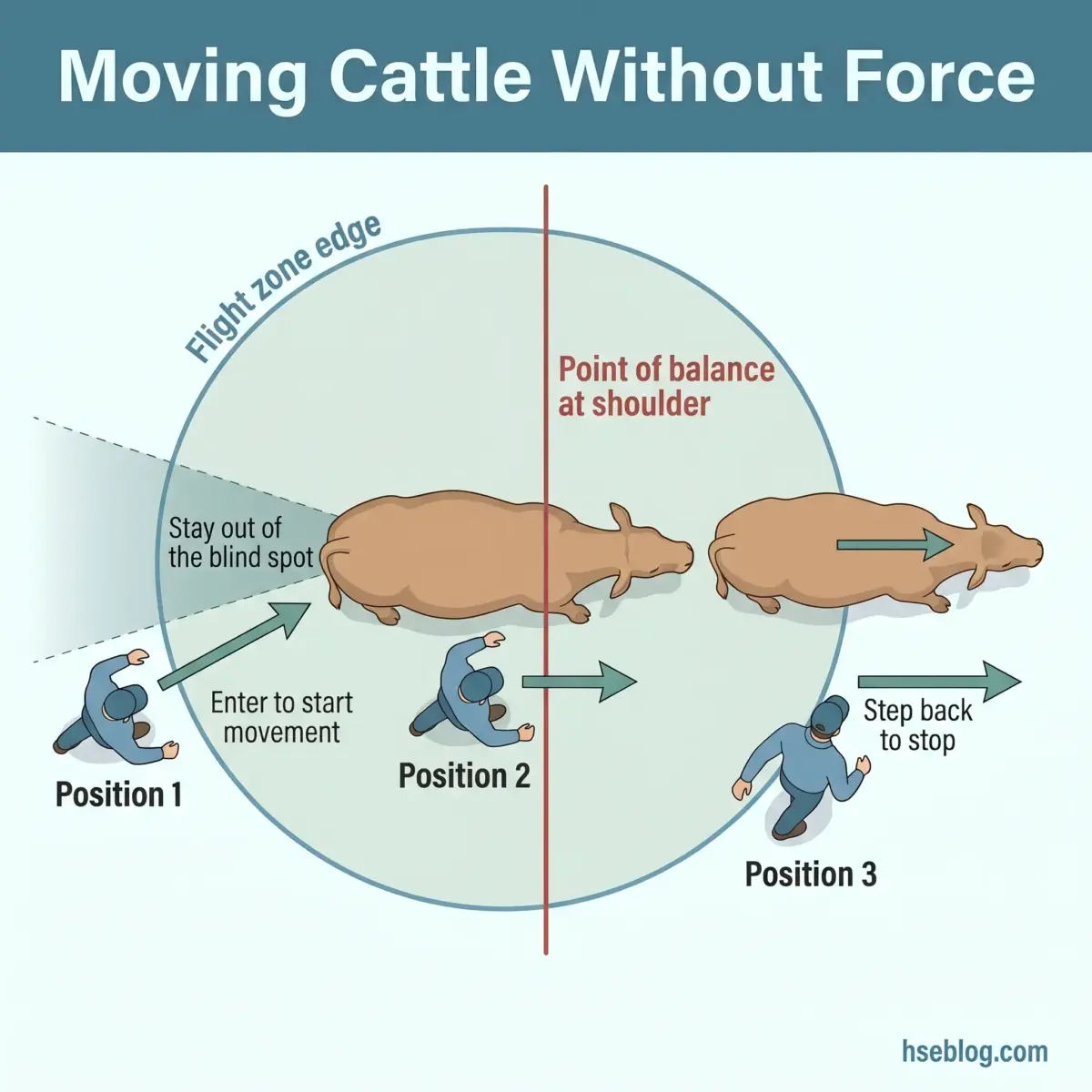 Diagram showing three handler positions around a cow illustrating low-stress cattle movement technique using the flight zone and point of balance at the shoulder without physical force.